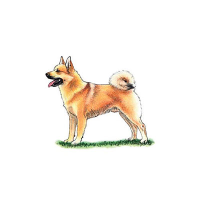  Buhund 