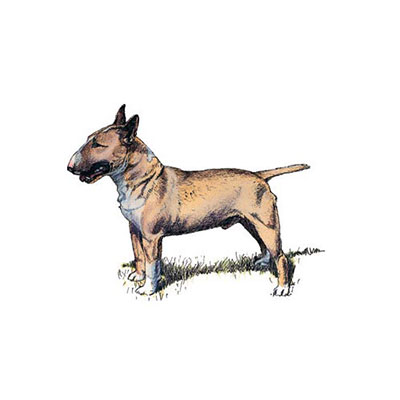  Bull Terrier (Dog Breed) 
