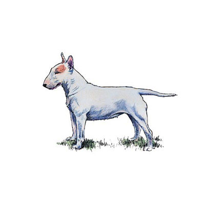 Bull Terrier