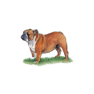 Bulldog