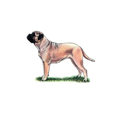 Bullmastiff