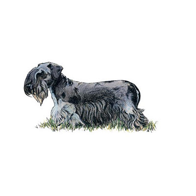 Cesky Terrier