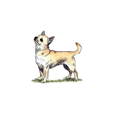  Chihuahua 