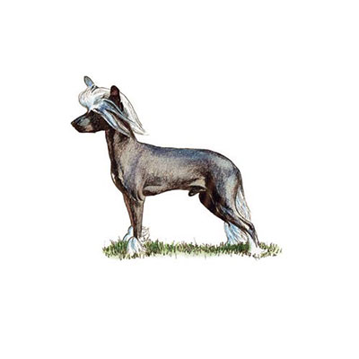 Chinese Crested