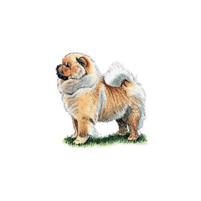 Chow Chow