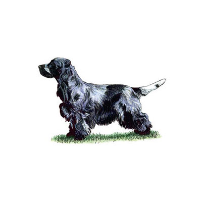  Cocker Spaniel 