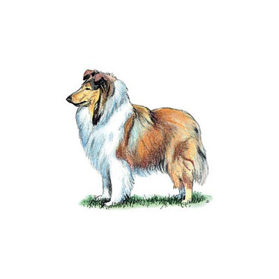 Collie
