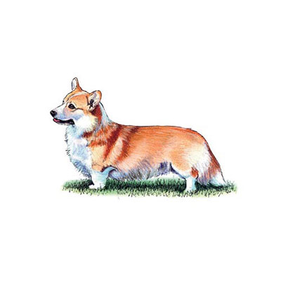 Corgi
