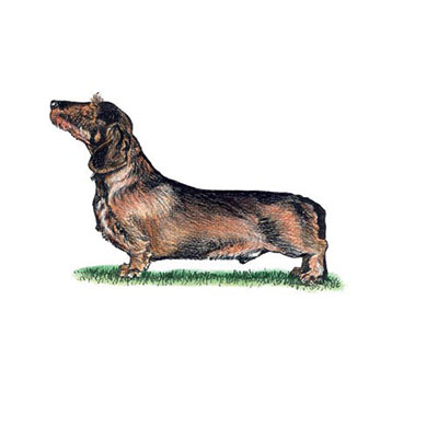 Dachshund Wire