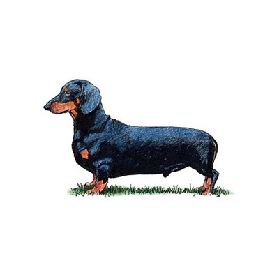 Dachshund