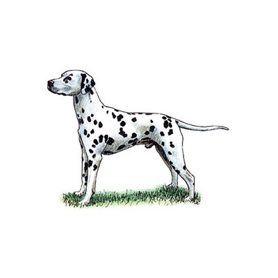 Dalmatian 