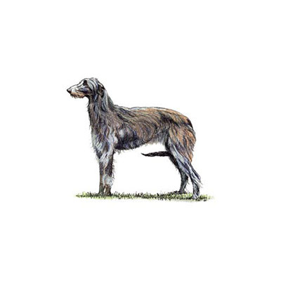 Deerhound