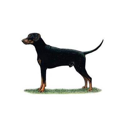  Doberman 