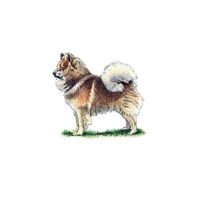 Eurasier