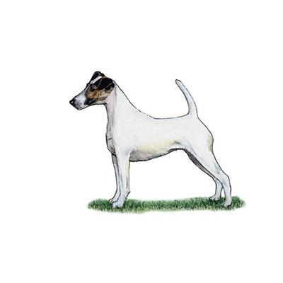 Fox Terrier