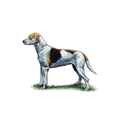Foxhound
