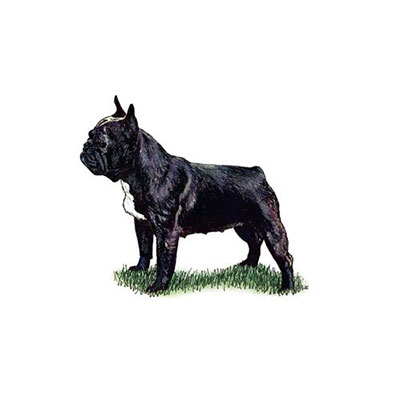 French Bulldog