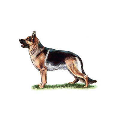 German Shepherd