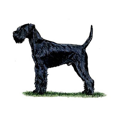  Giant Schnauzer 