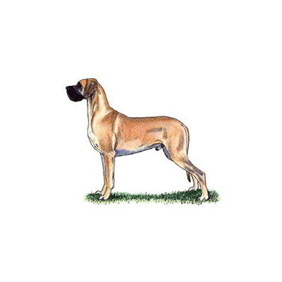 Great Dane