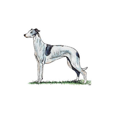 Greyhound