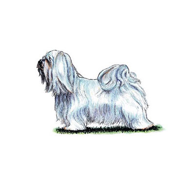  Havanese 