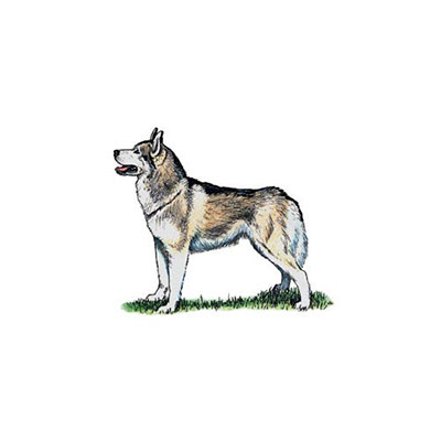 Husky