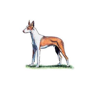 Ibizan Hound