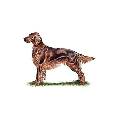 Irish Setter