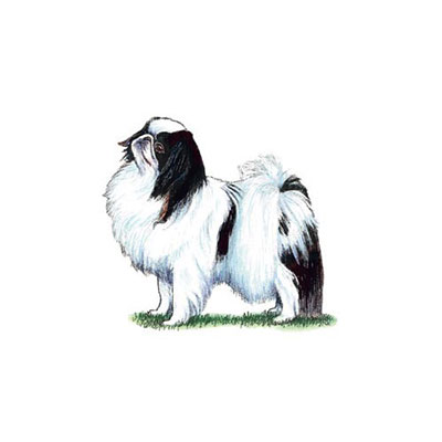 Japanese Chin