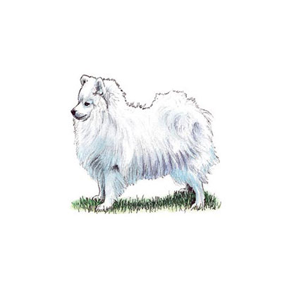 Japanese Spitz