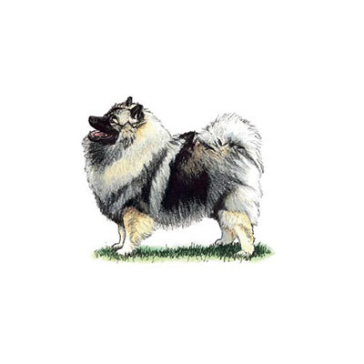 Keeshond