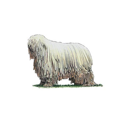 Komondor