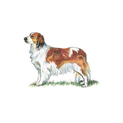 Kooikerhondje