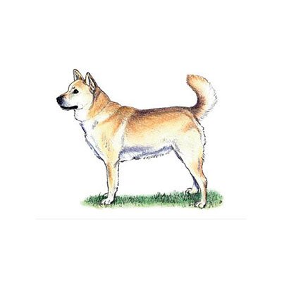  Korean Jindo 