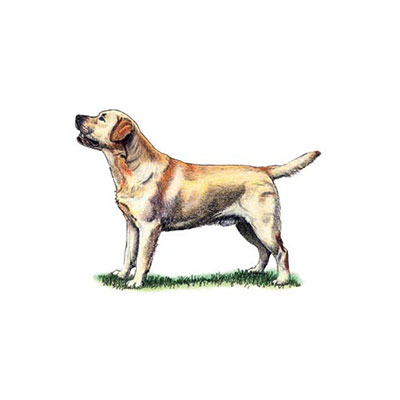 Labrador