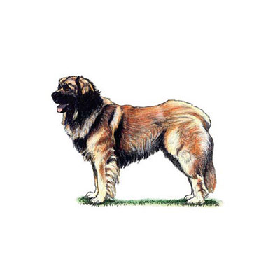 Leonberger