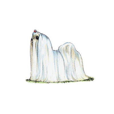 Maltese
