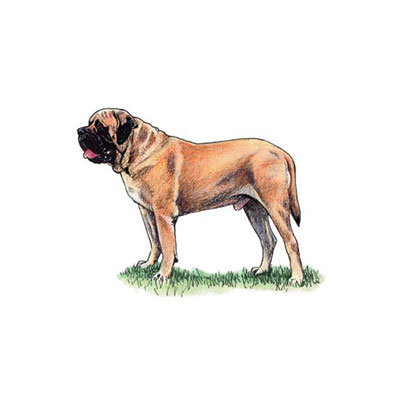 Mastiff