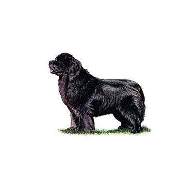Newfoundland