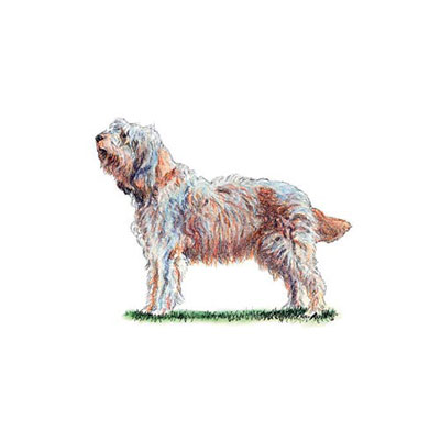 Otterhound