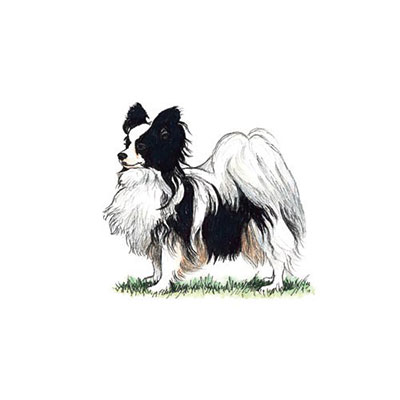 Papillon