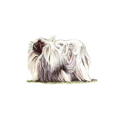 Pekingese