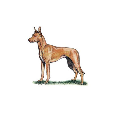 Pharaoh Hound