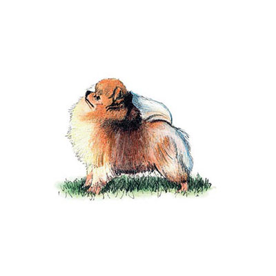  Pomeranian 