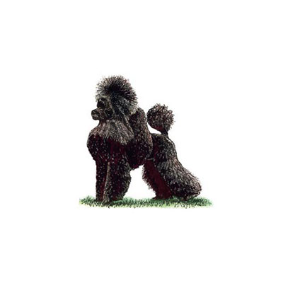 Poodle