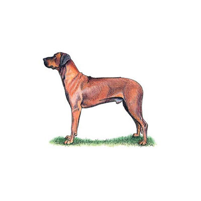Ridgeback
