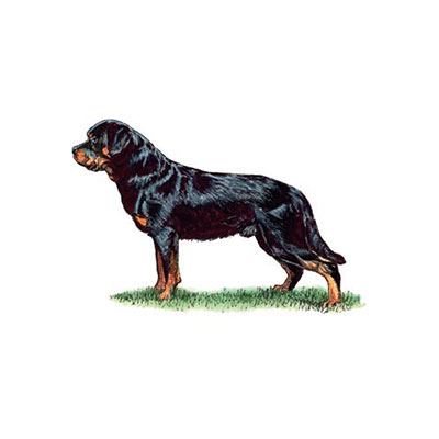 Rottweiler