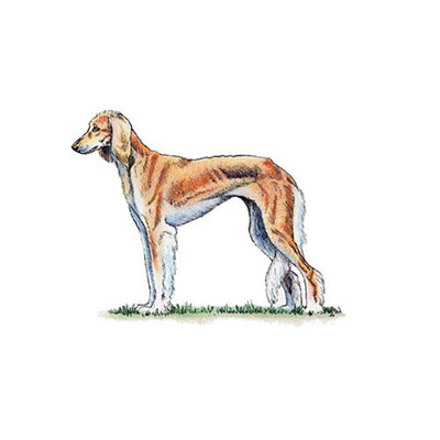  Saluki 