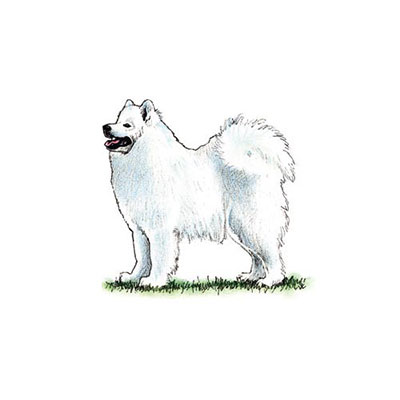 Samoyed